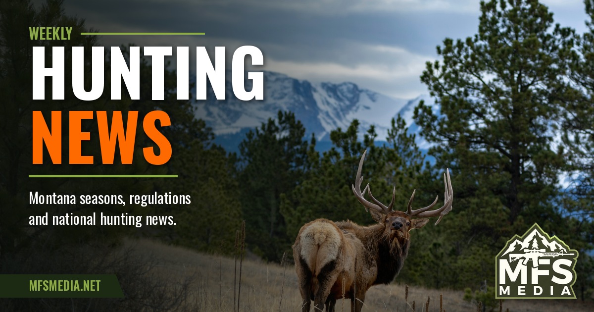 Weekly Hunting News, MFS Media: a bull elk standing in a meadow below pine trees and snow-capped mountains